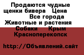 Продаются чудные щенки бивера › Цена ­ 25 000 - Все города Животные и растения » Собаки   . Крым,Красноперекопск